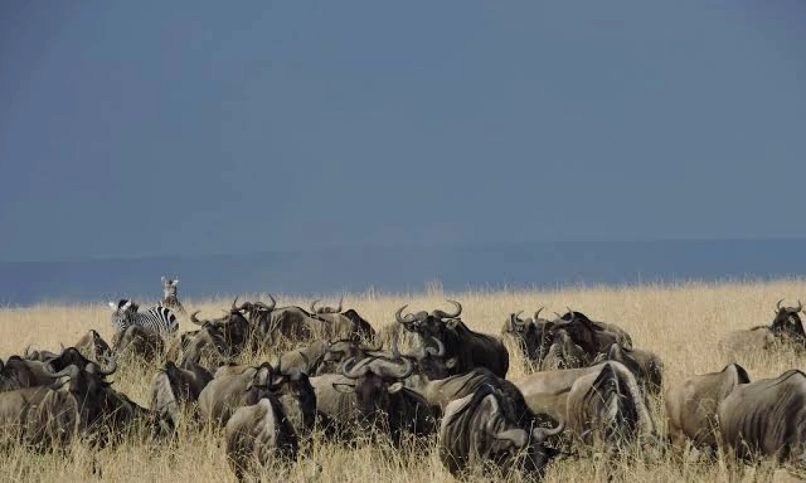 Masai Mara – Immersive Safari & Great Migration Wonders
