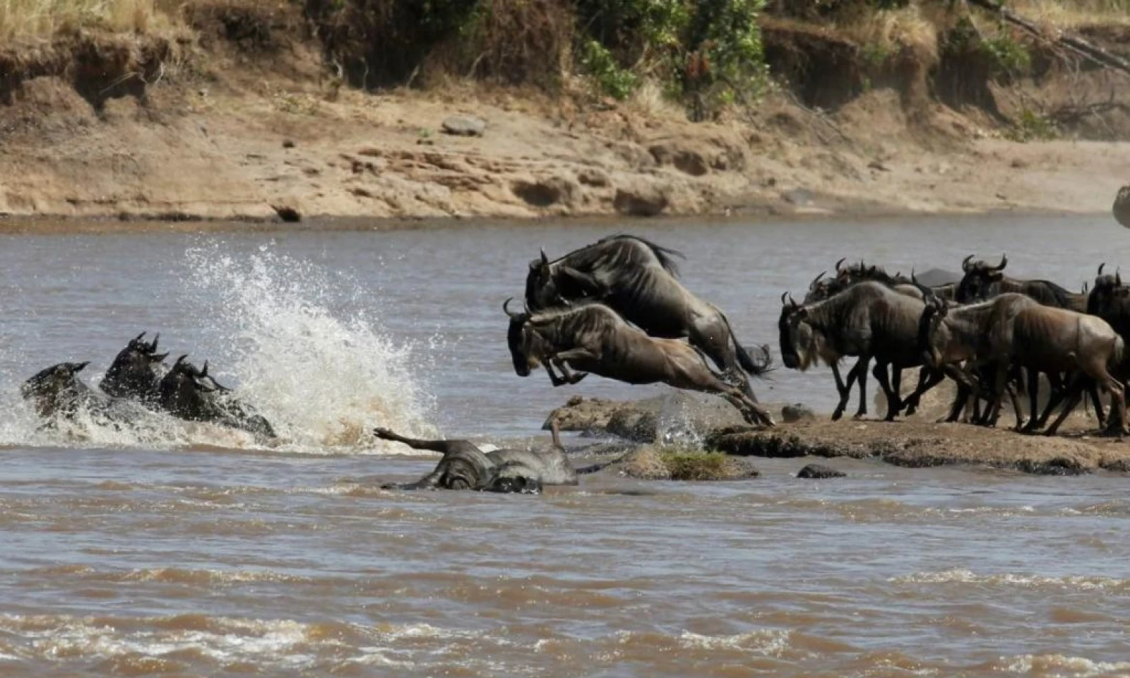 Serengeti (Kogatende) – Full-Day Migration Safari