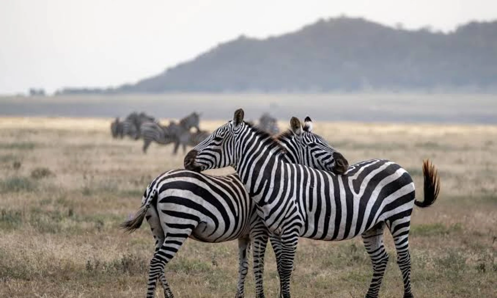 Serengeti (Kogatende) – Half-Day Safari & Transfer to Central Serengeti