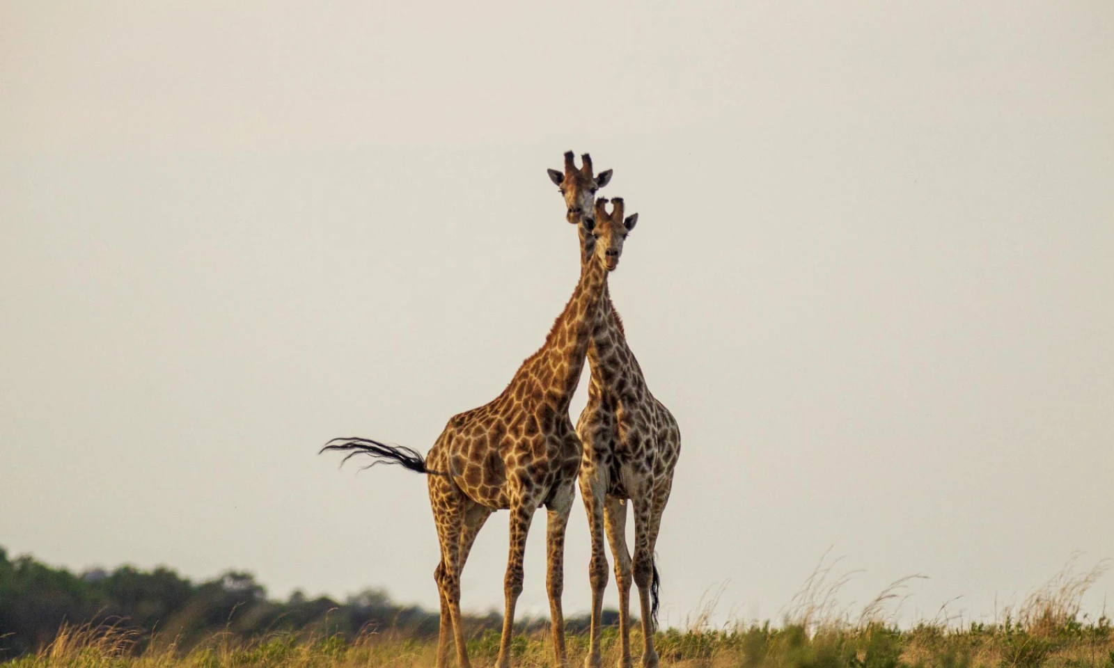 Central Serengeti – Full-Day Safari