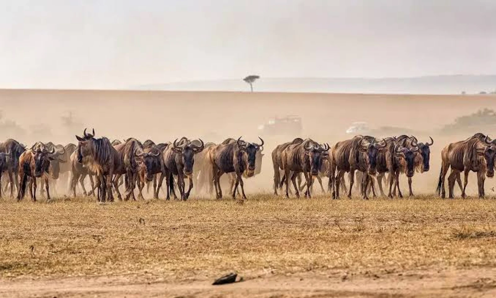 Central Serengeti → Ngorongoro Crater – Morning Safari & Scenic Transfer