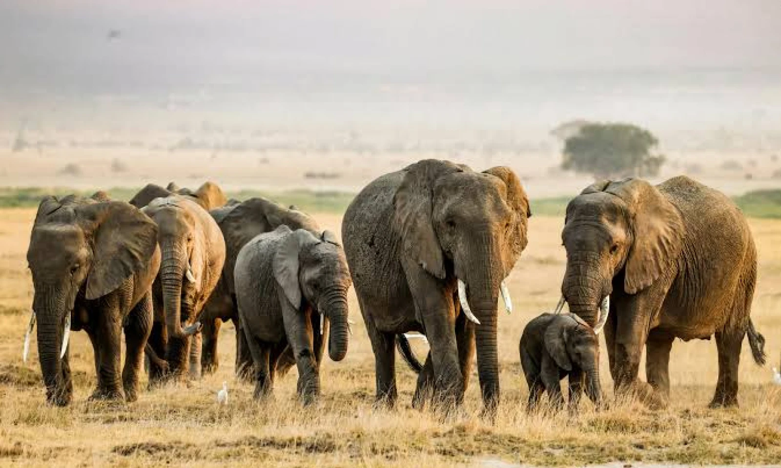 Nairobi → Amboseli – Into Elephant Country