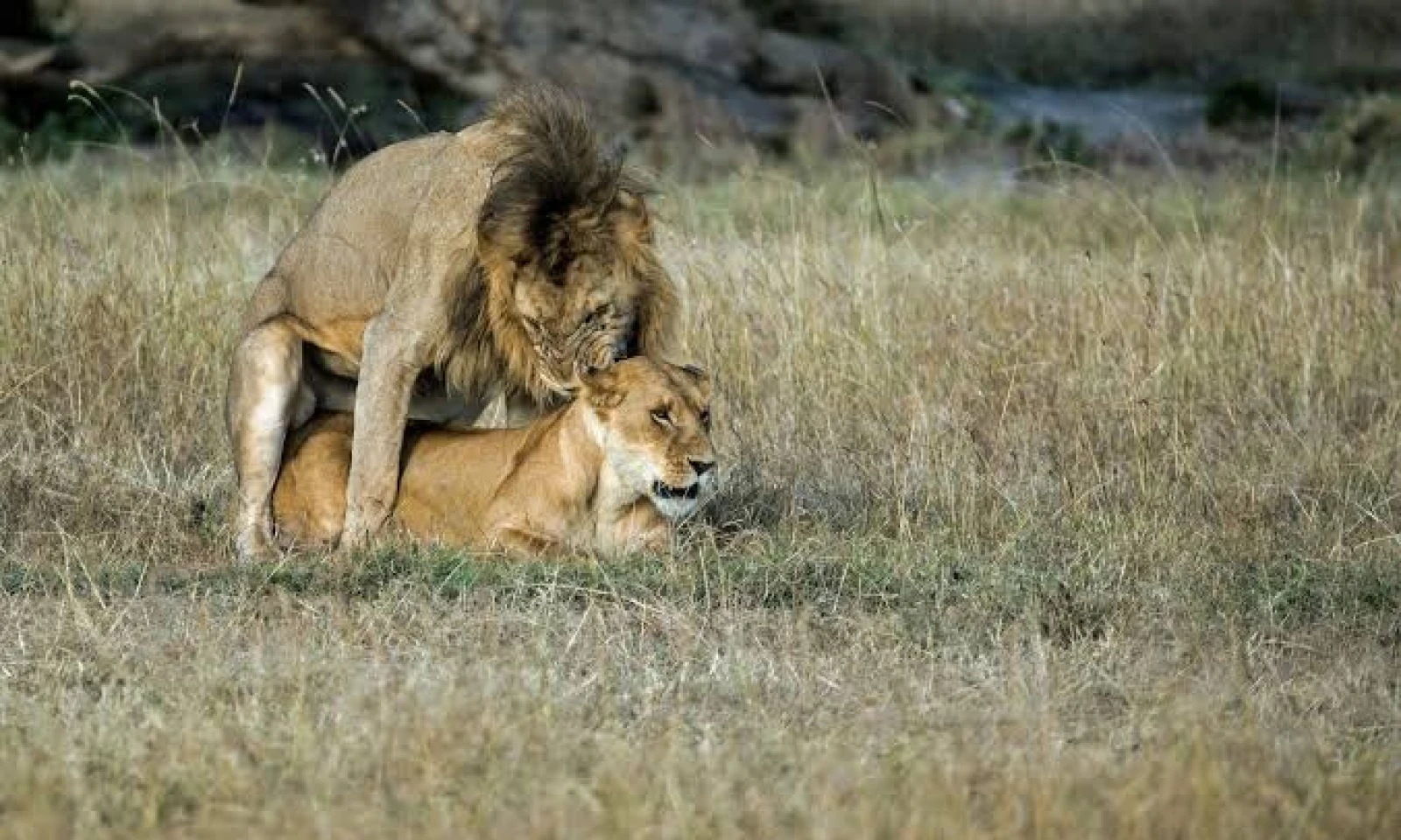 Amboseli – Romantic Big Five Safari 