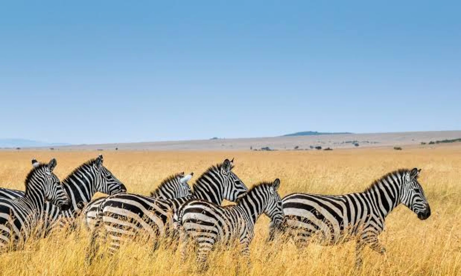 Masai Mara – First Day in the Heart of the Mara 