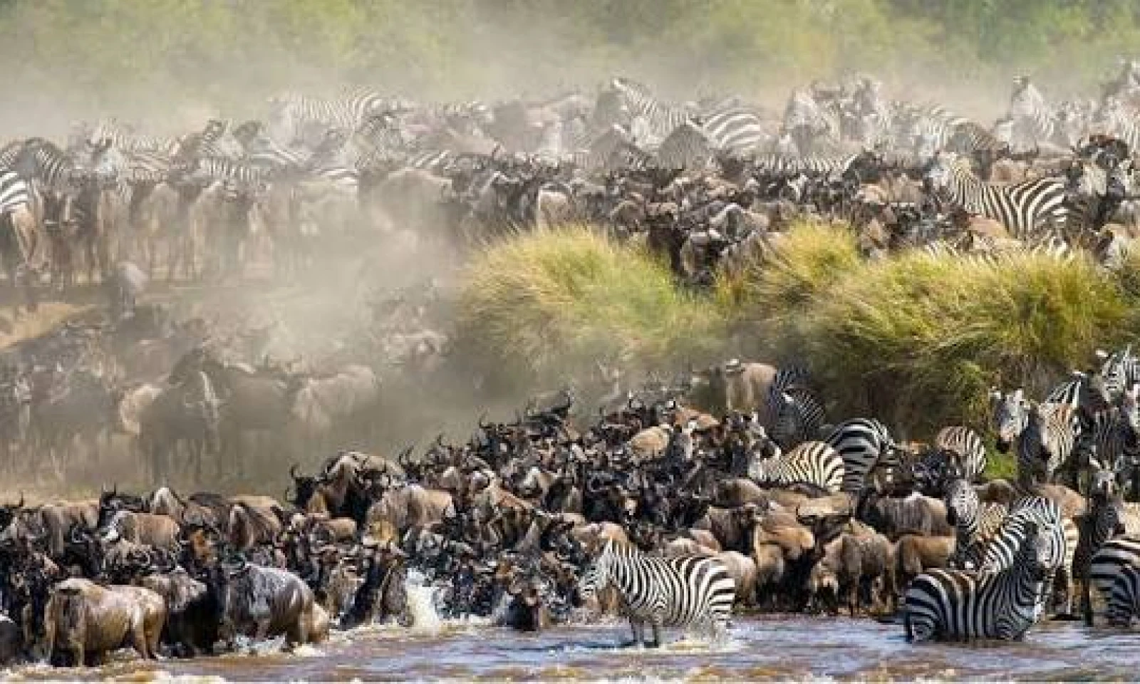 Masai Mara – Full-Day Great Migration Safari 