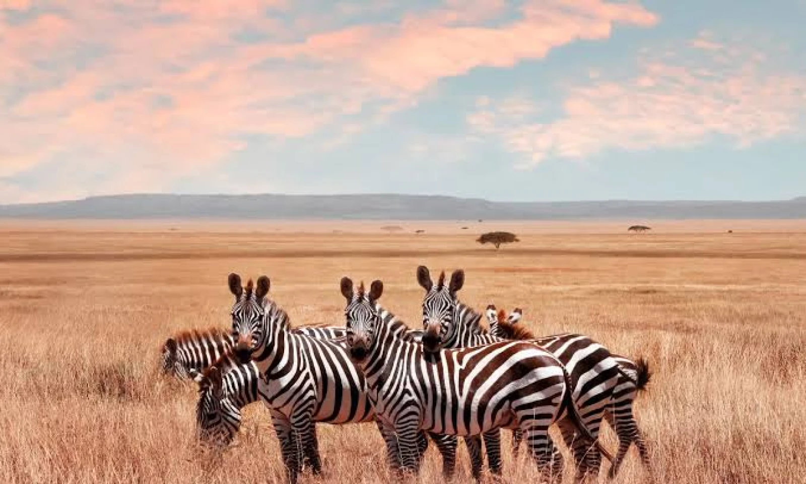 Masai Mara → Serengeti – Cross-Border Safari Adventure 