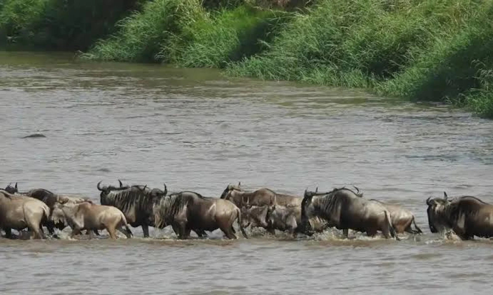 Serengeti – Full-Day Migration Safari & Bush Luxury