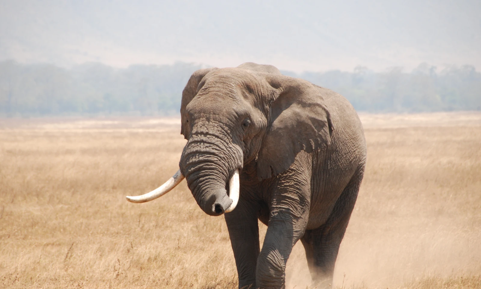 Ngorongoro Crater – Big Five Safari 