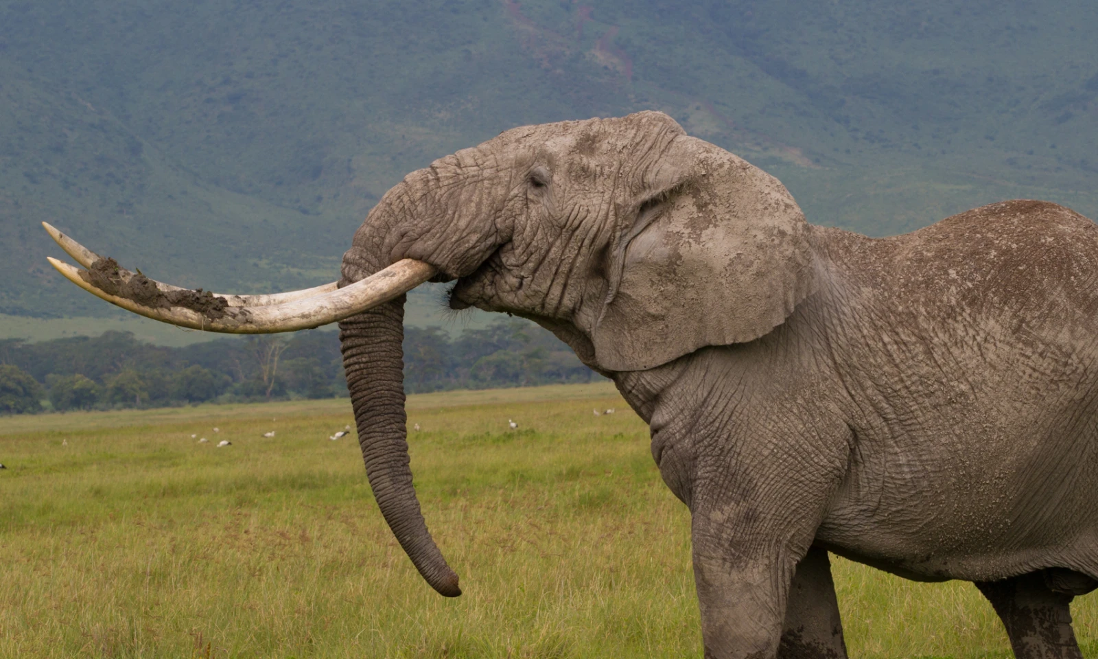 Ngorongoro → Tarangire – Elephant Haven & Scenic Safari Plains 