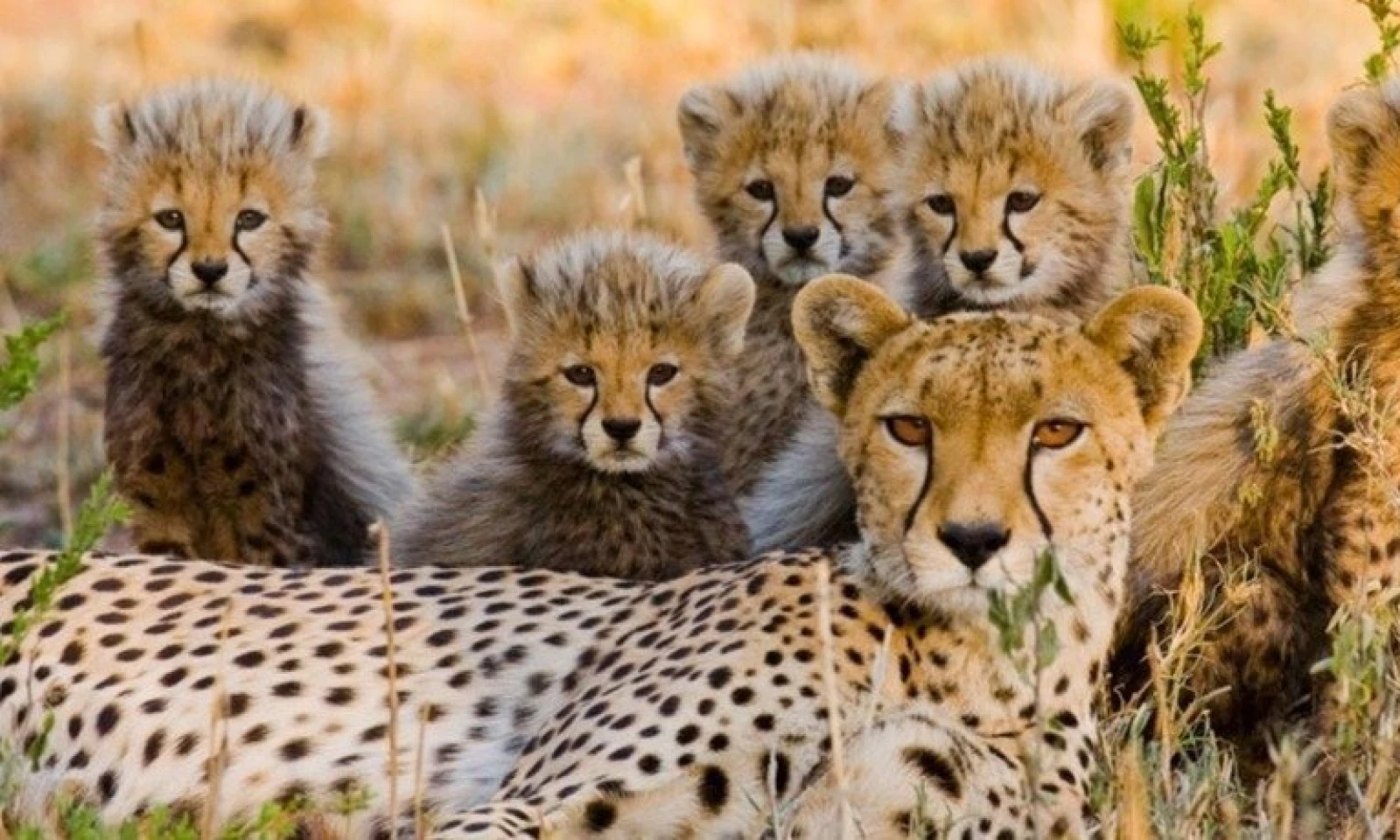 Tarangire → Zanzibar – Tropical Beach Escape