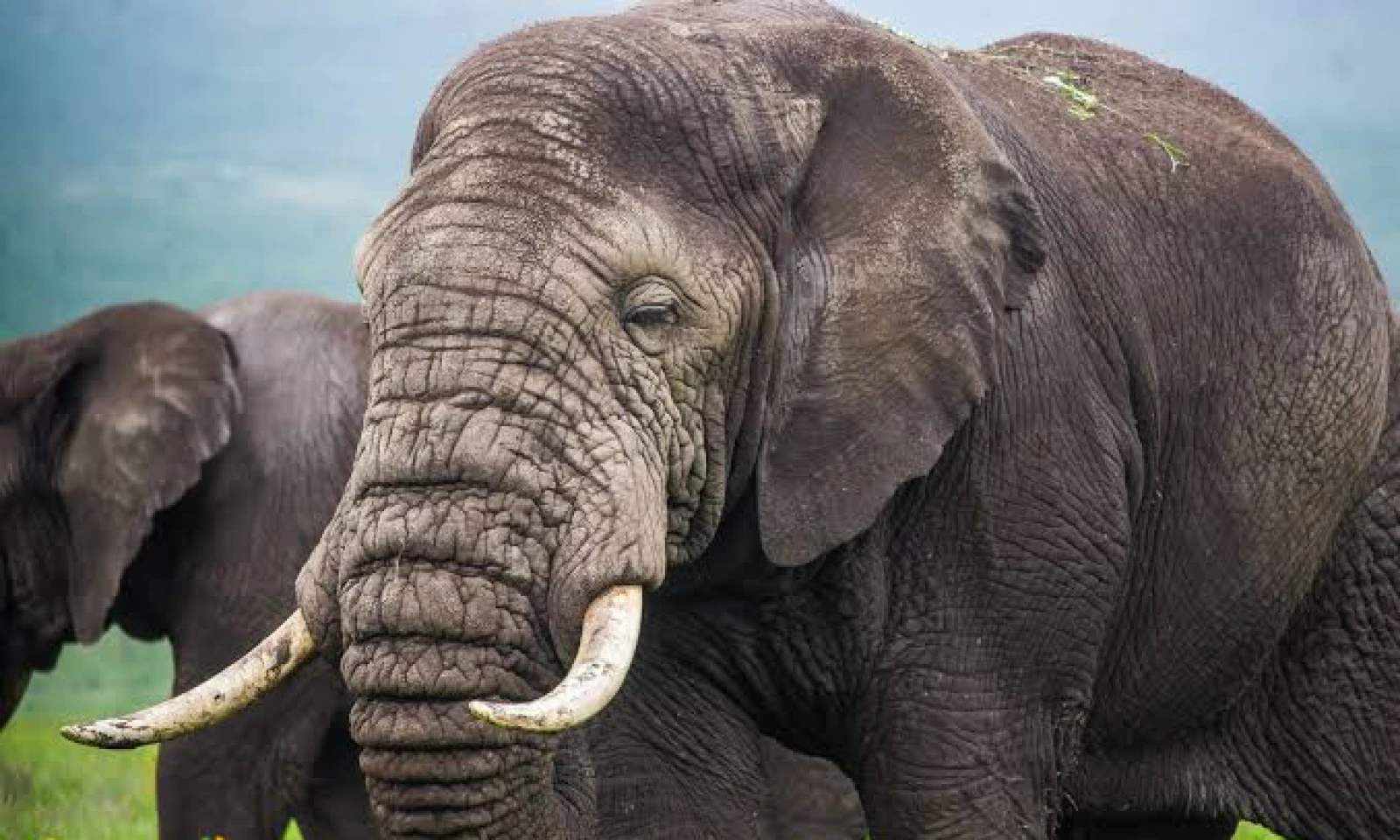 Tarangire – Elephants & Baobabs – Iconic Safari Finale 