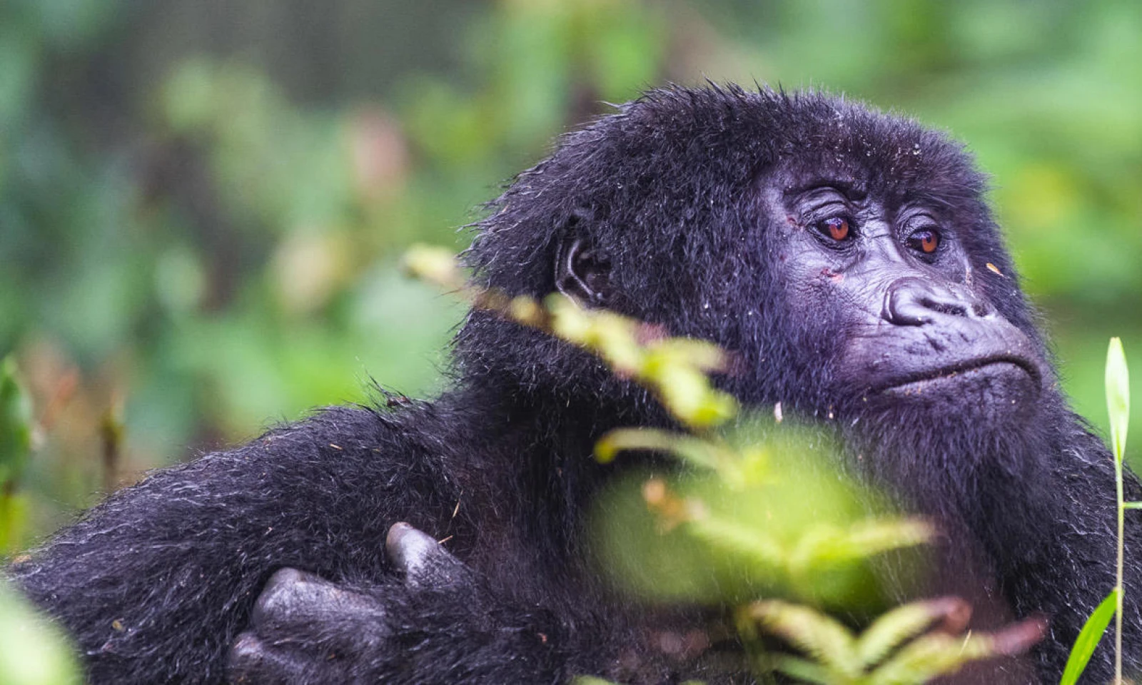 Kigali → Volcanoes National Park – Gorilla Habitat Immersion 