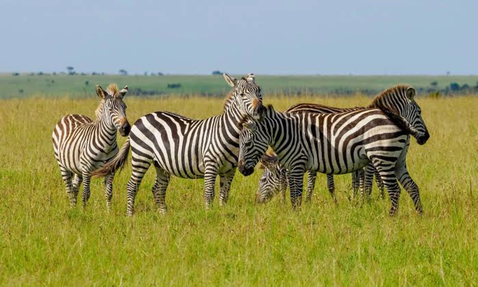 Volcanoes → Masai Mara, Kenya – Safari Transfer & Maasai Culture 