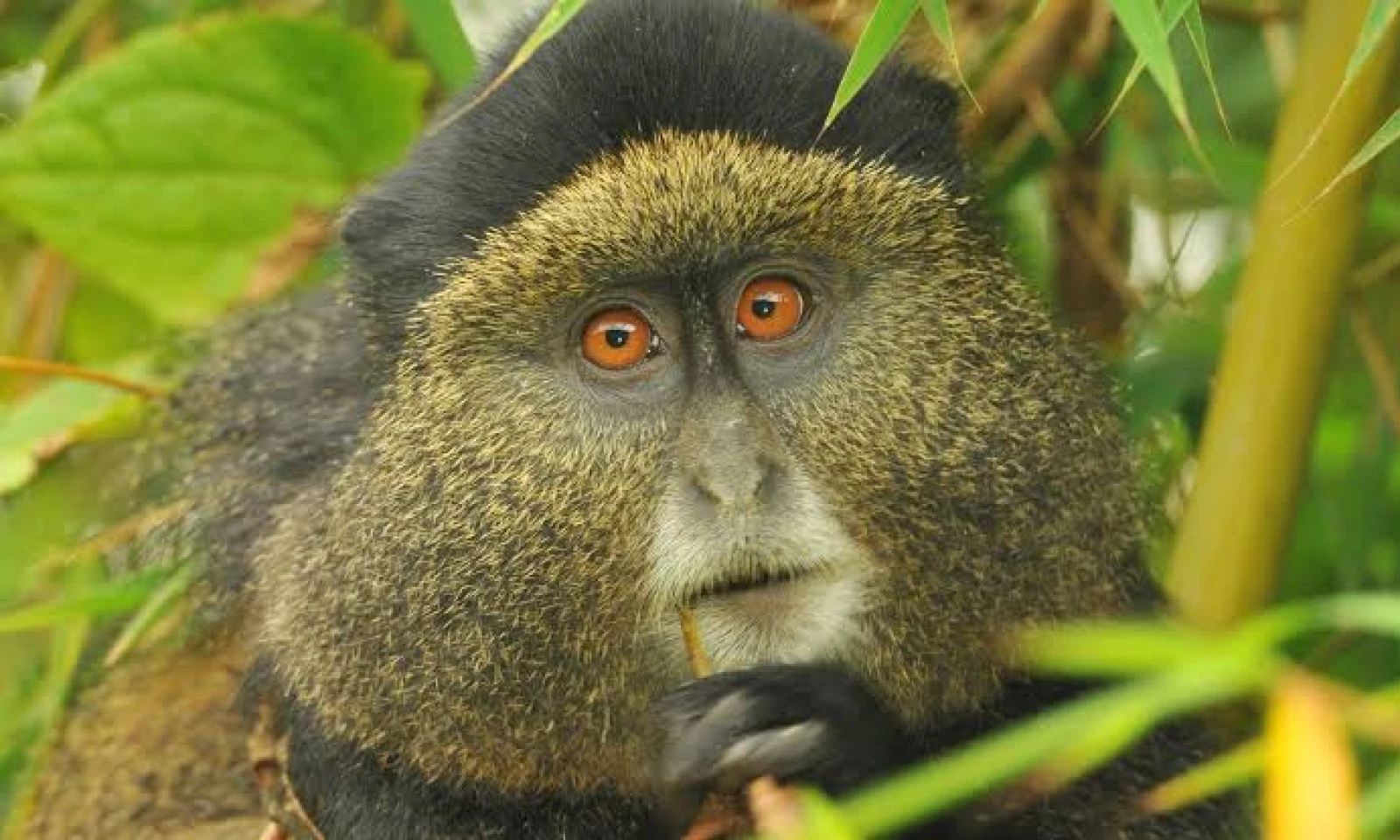 Volcanoes National Park – Gorilla Trekking & Golden Monkeys 