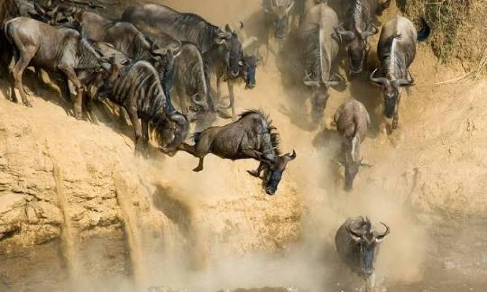 Masai Mara – Great Migration & Predator Tracking 