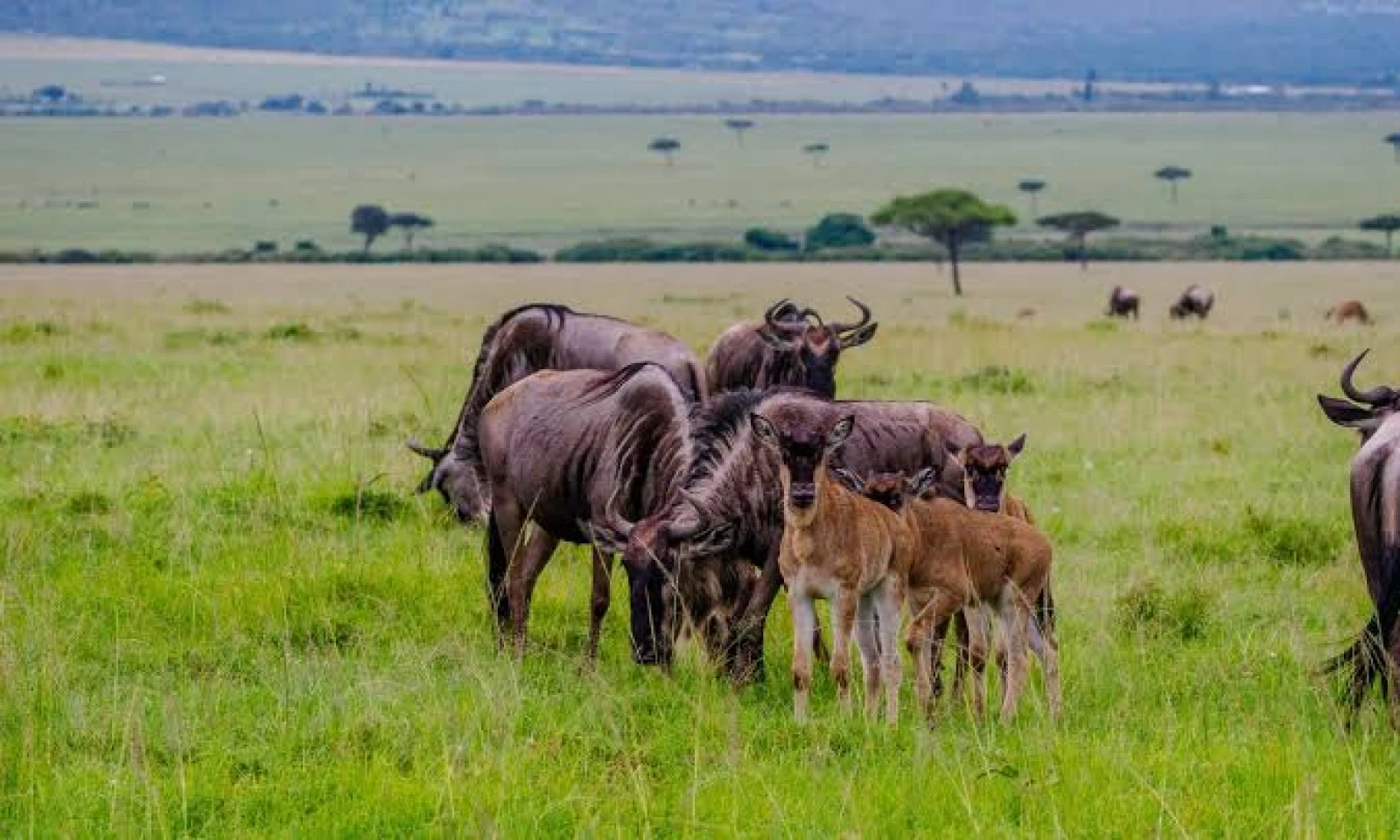 Masai Mara → Serengeti, Tanzania – Cross-Border Safari 