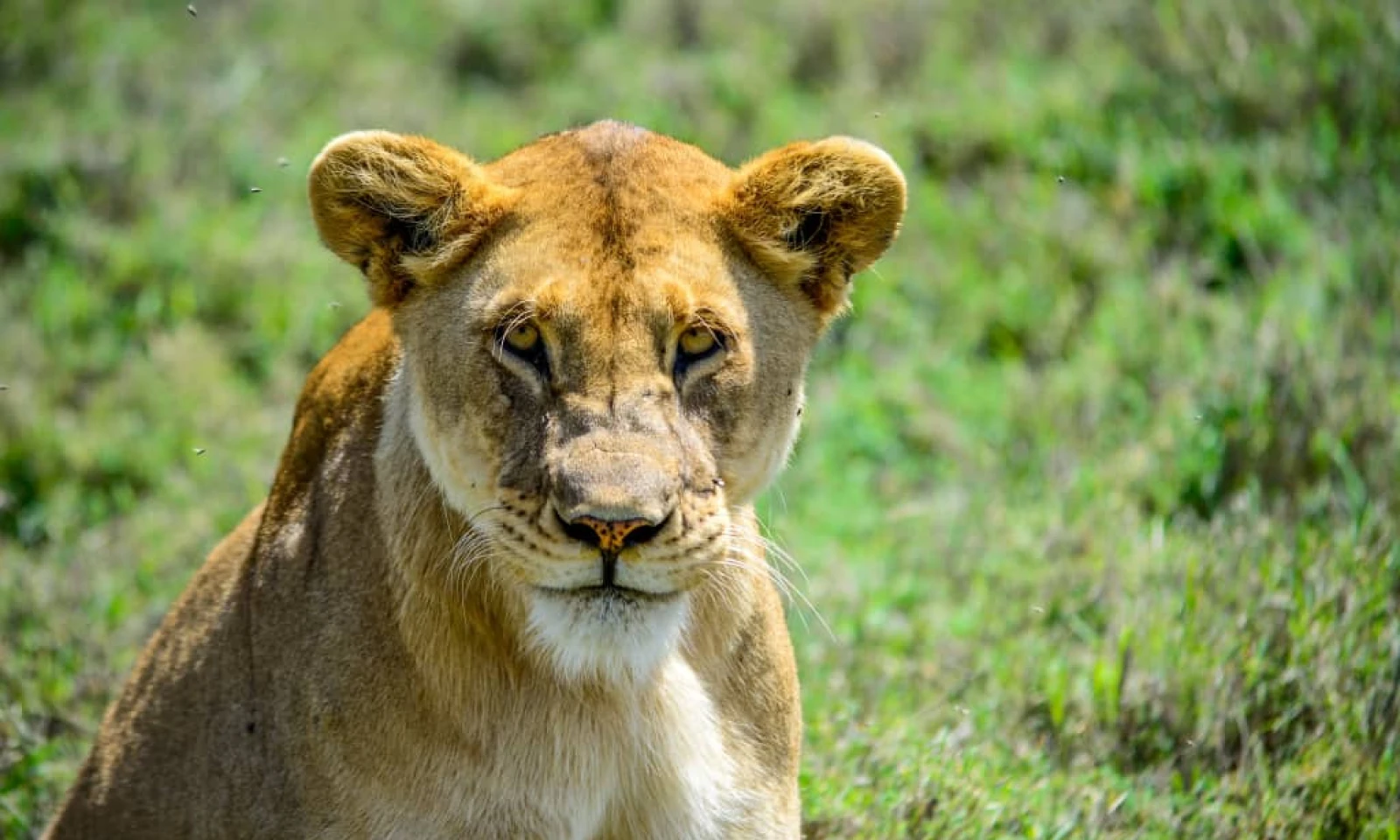 Serengeti – Big Five Safari & Migration Tracking 