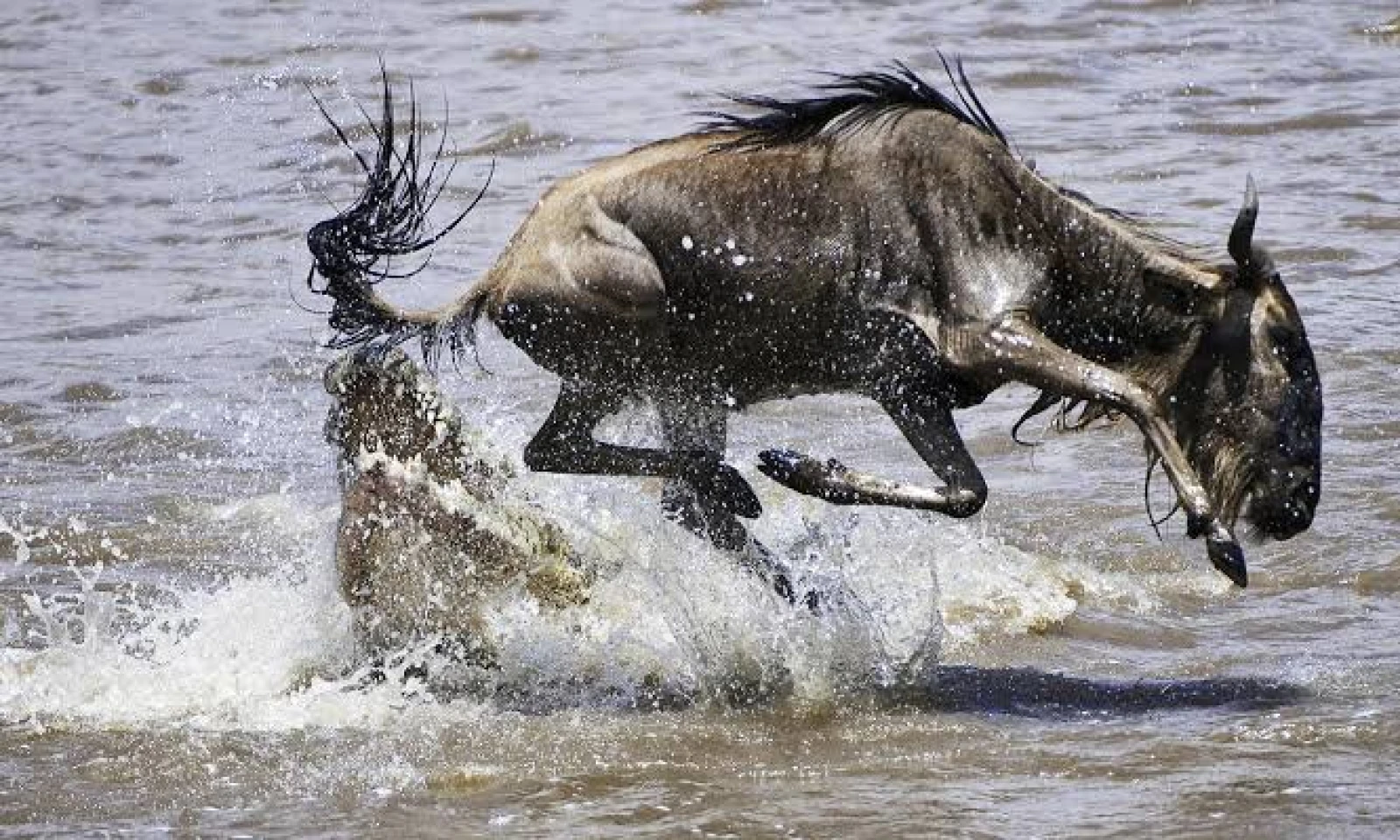 Serengeti – Full-Day Big Five & Great Migration Safari