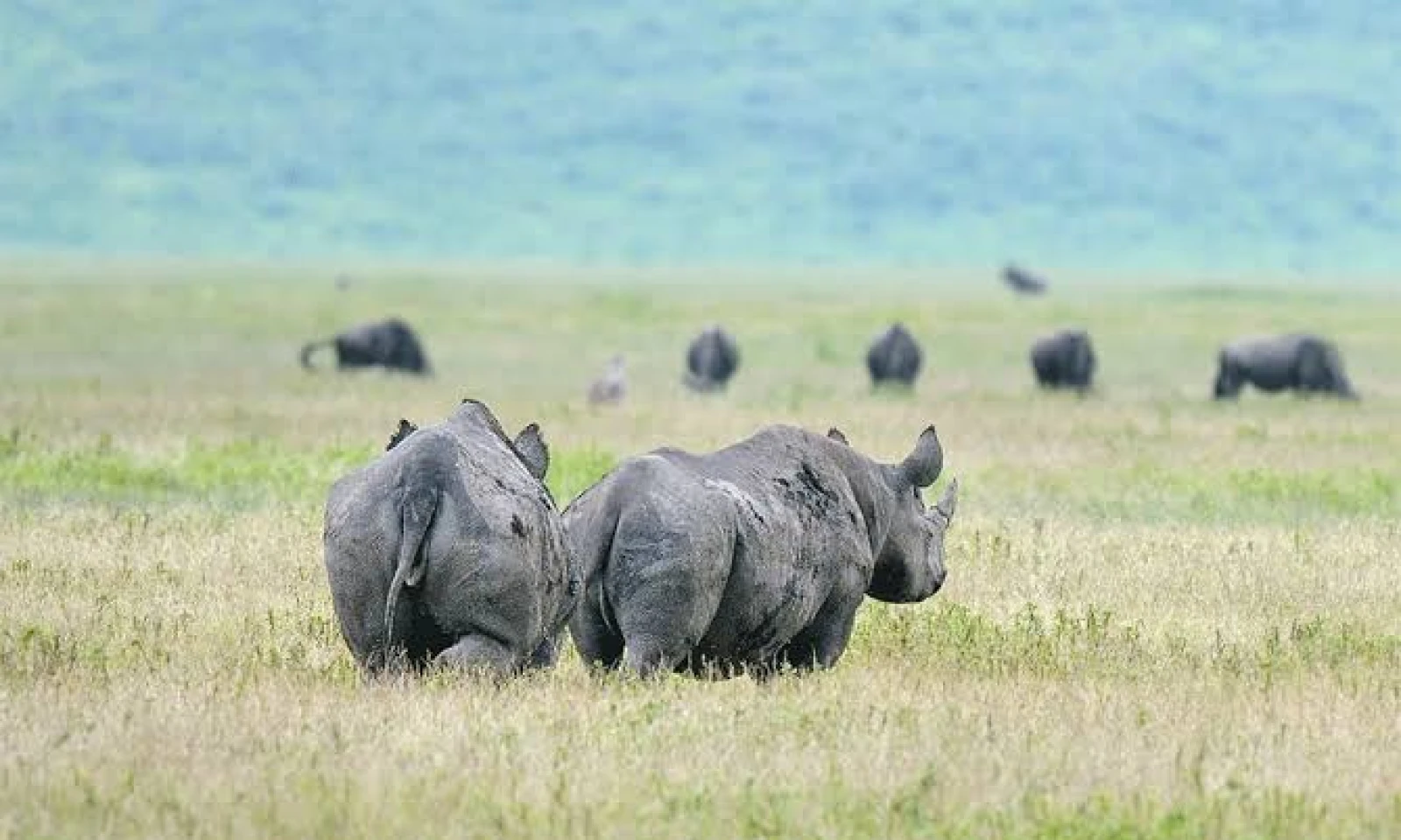 Ngorongoro Crater – Big Five Safari in Africa’s Wildlife Heartland