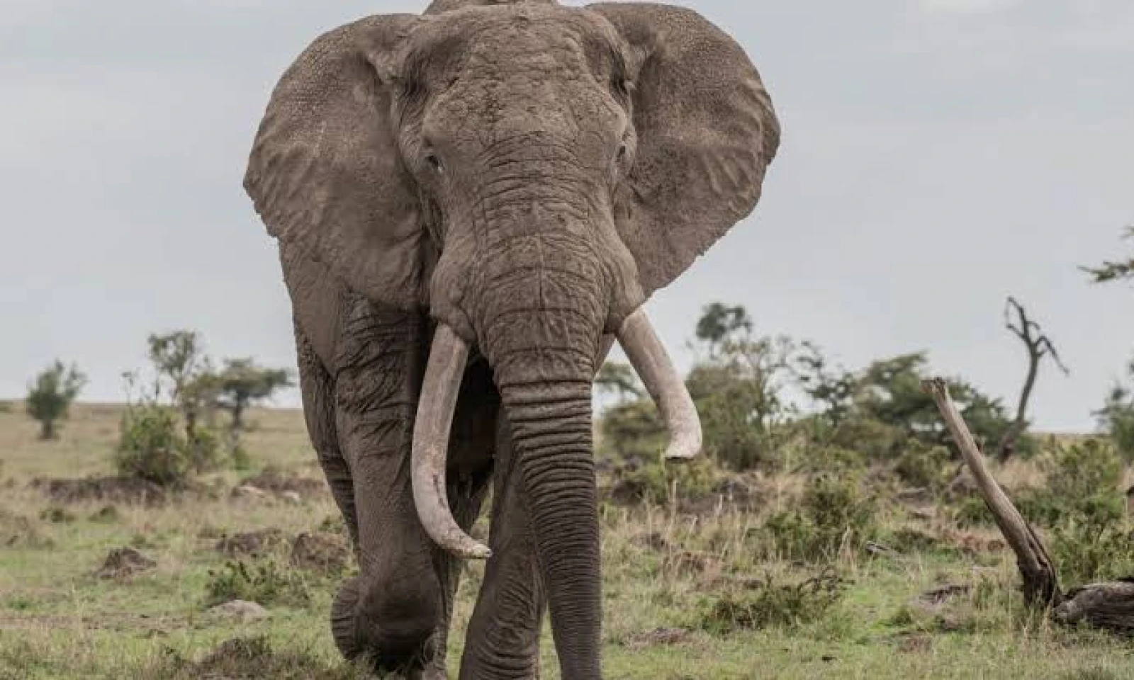 Ngorongoro → Tarangire National Park – Elephants & Baobab Safari