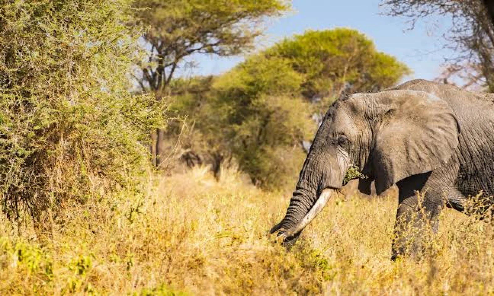 Tarangire – Full-Day Safari & Wildlife Immersion 