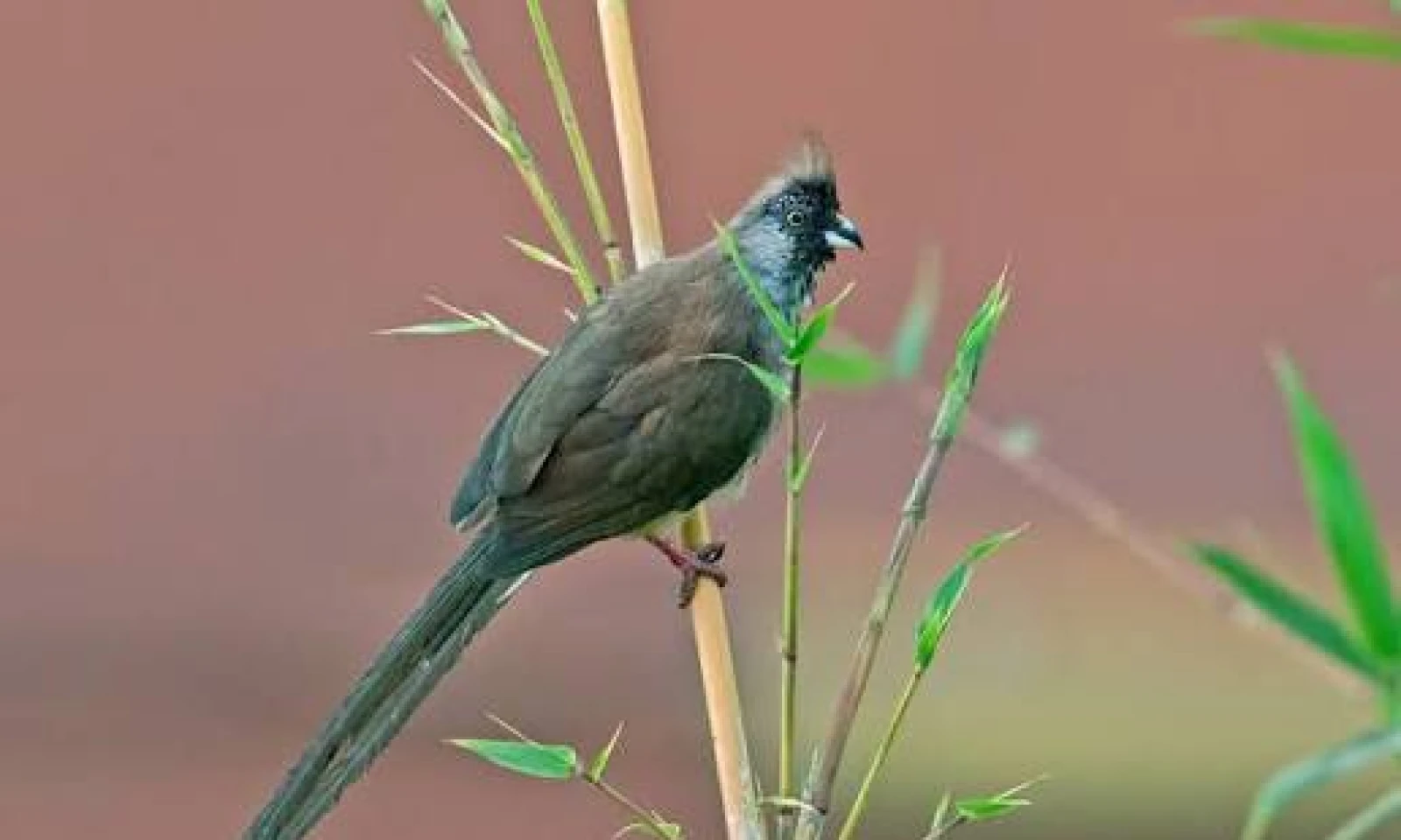 Arrival in Nairobi – Birding Safari Introduction