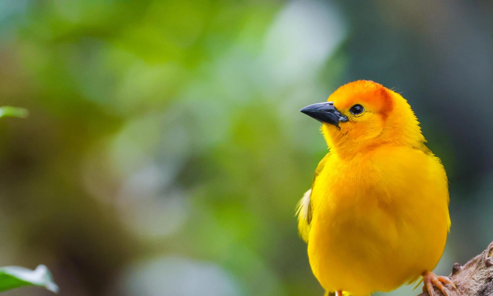 Masai Mara – Great Migration & Raptors Focus Safari