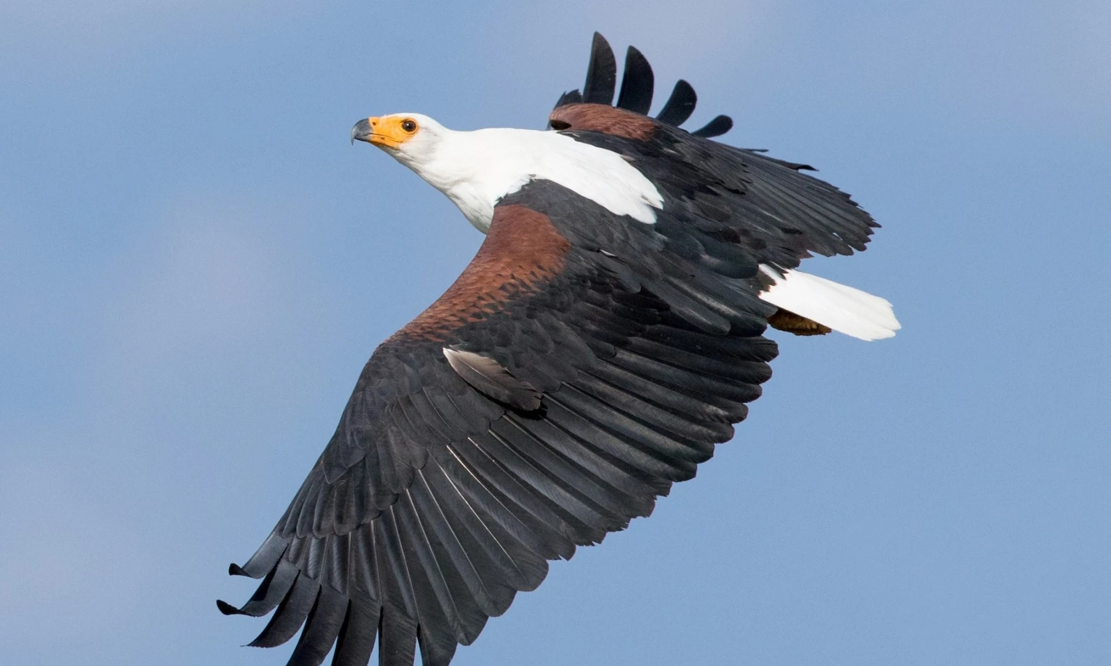 Nairobi → Lake Naivasha – Rift Valley Birding Safari