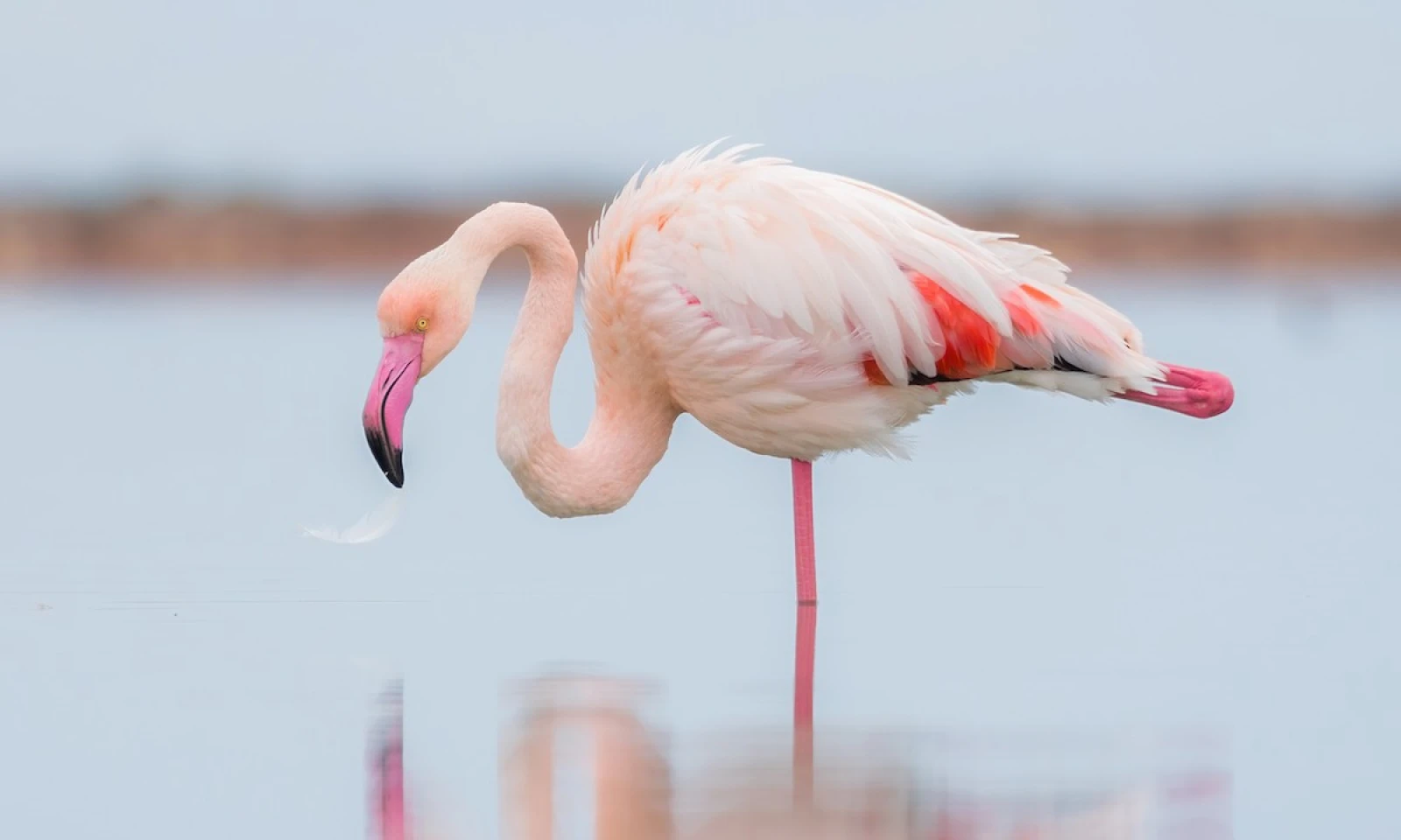 Lake Naivasha → Lake Nakuru – Flamingo & Rift Valley Birding Safari