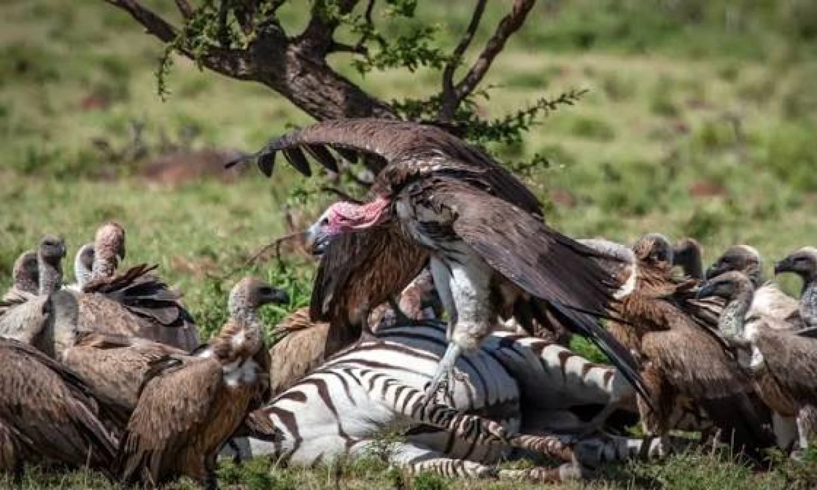 Lake Nakuru → Masai Mara – Savannah Birding Transition Safari