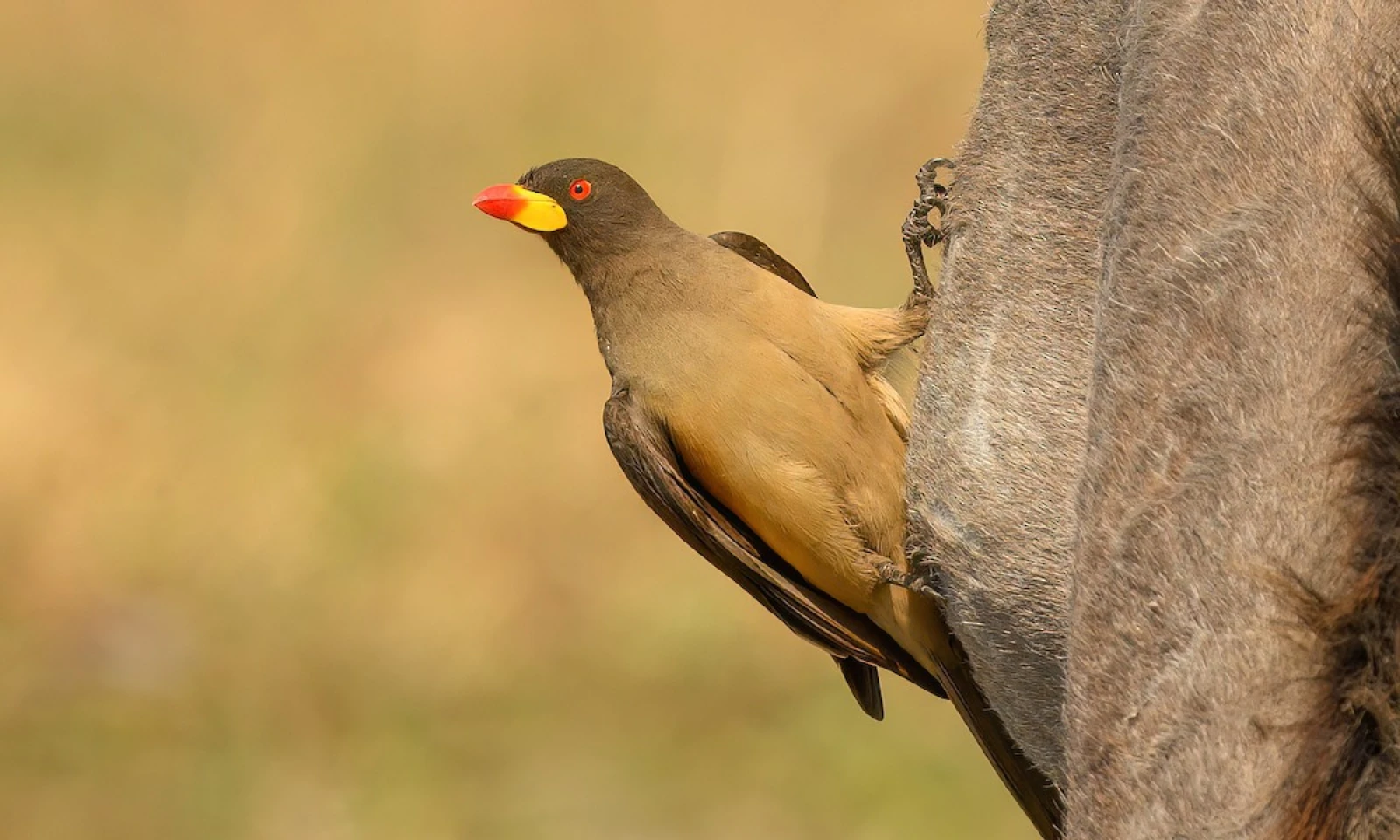 Masai Mara – Full Birding & Wildlife Photography Safari