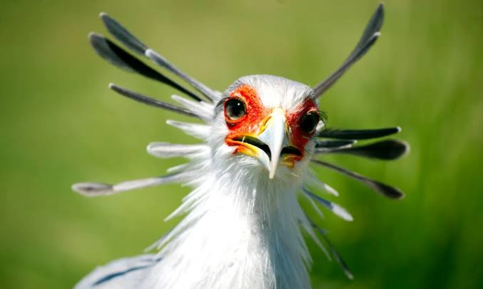 Masai Mara → Serengeti (Tanzania) – Cross-Border Birding Safari