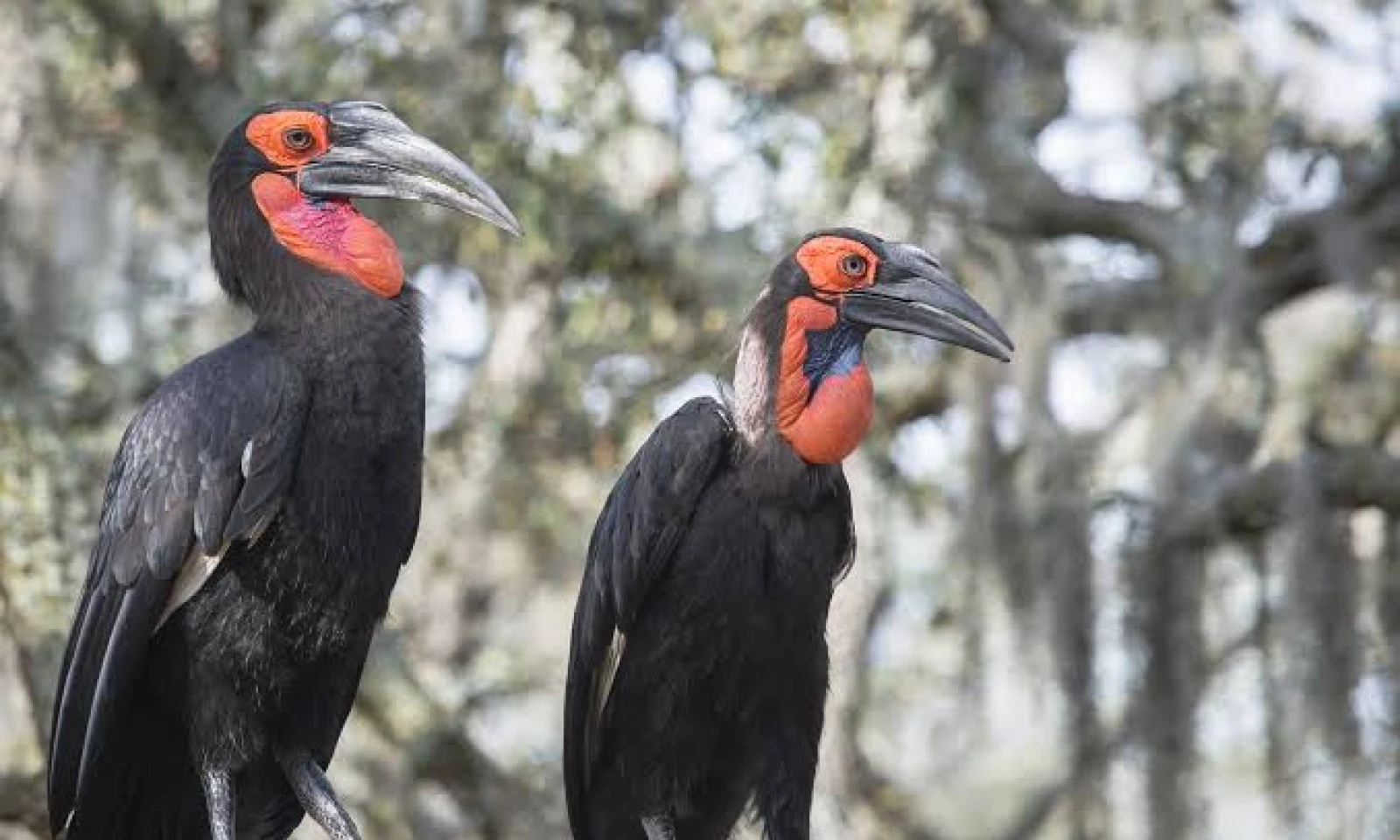Serengeti – Sunrise Balloon & Bird Photography Safari