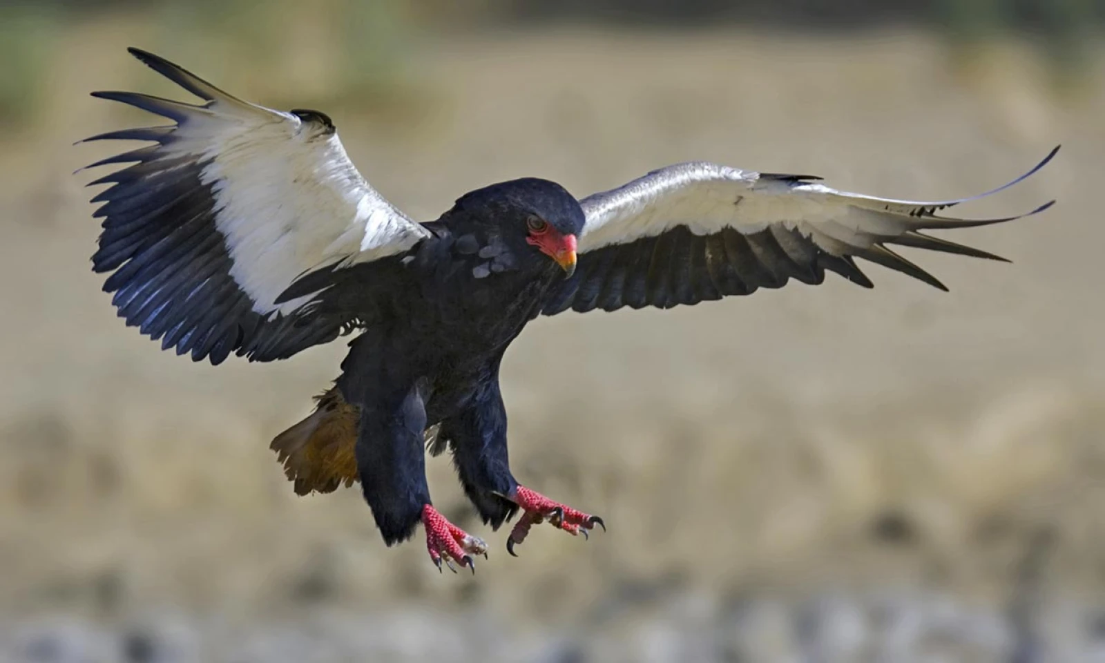 Serengeti – Predator & Bird Interaction Safari
