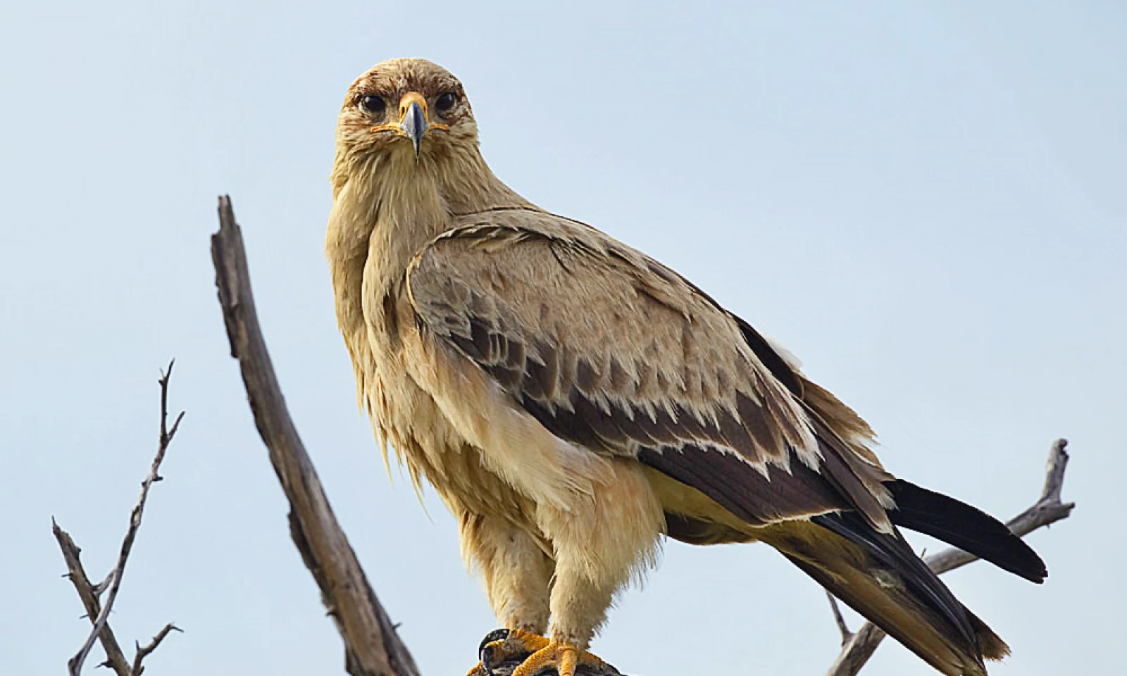 Serengeti – Migration Photography & Birdlife Tracking Safari