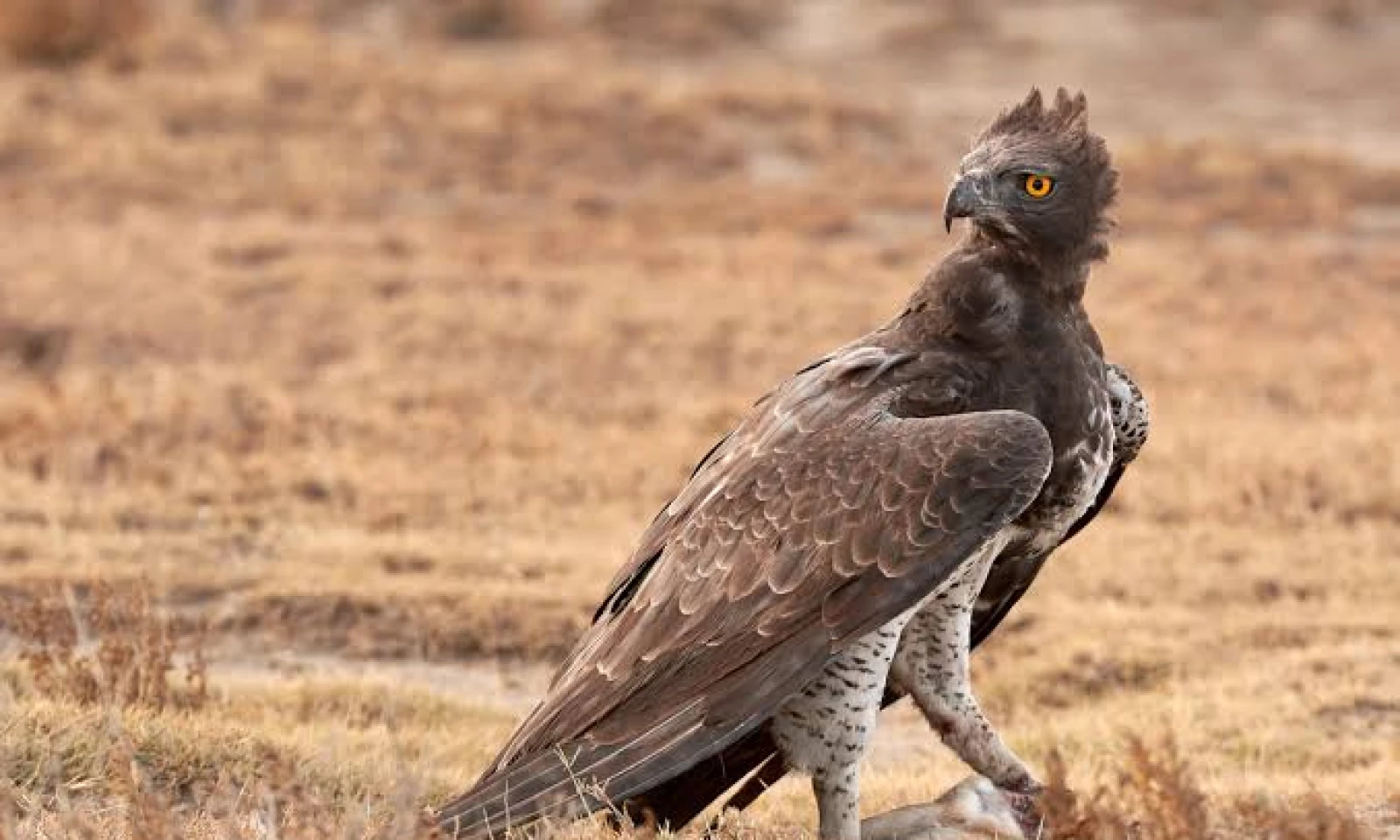 Serengeti → Ngorongoro Highlands – Forest Birding Safari