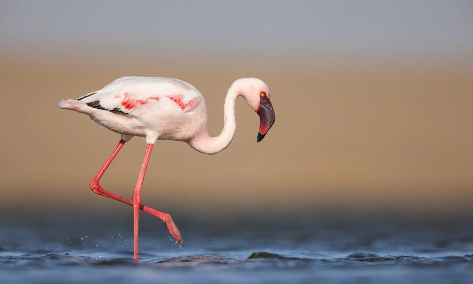 Ngorongoro Crater – Big Five & Bird Density Safari