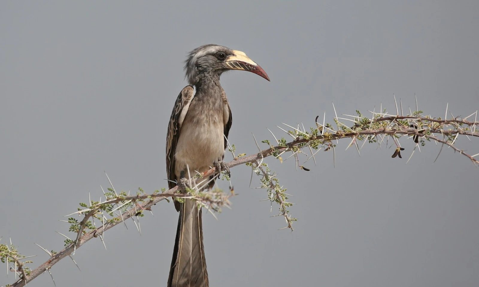 Ngorongoro → Tarangire – Baobab & Hornbill Country Safari