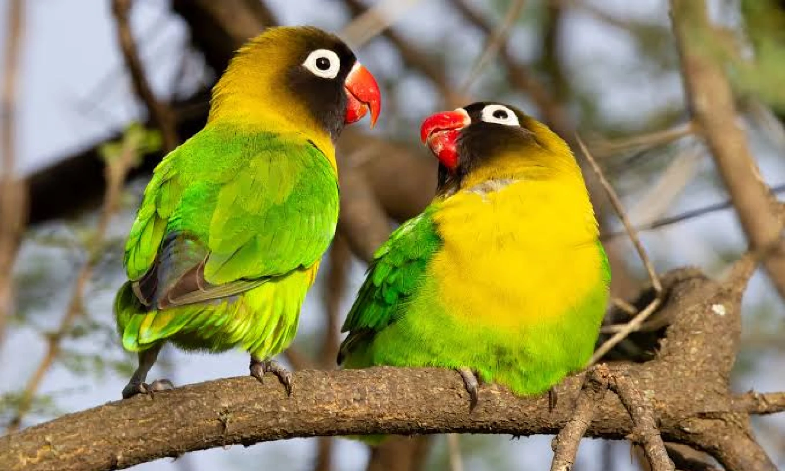 Tarangire – Full Birding Safari Along the River Ecosystem