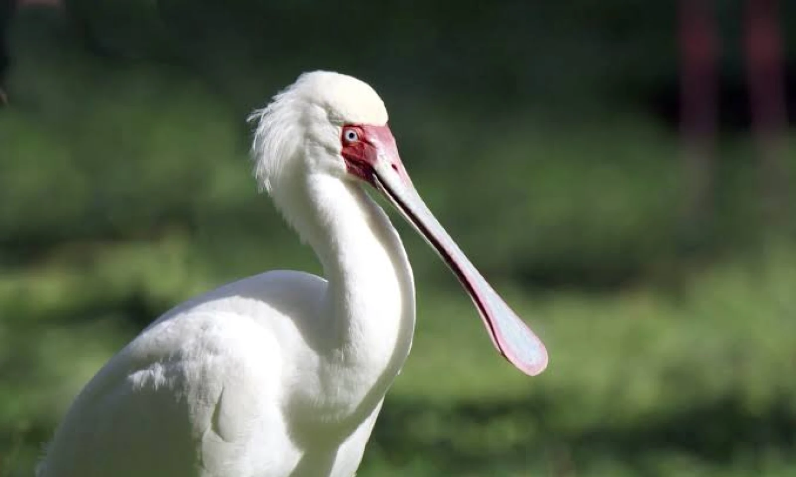 Tarangire → Lake Manyara – Flamingos & Forest Birding Safari