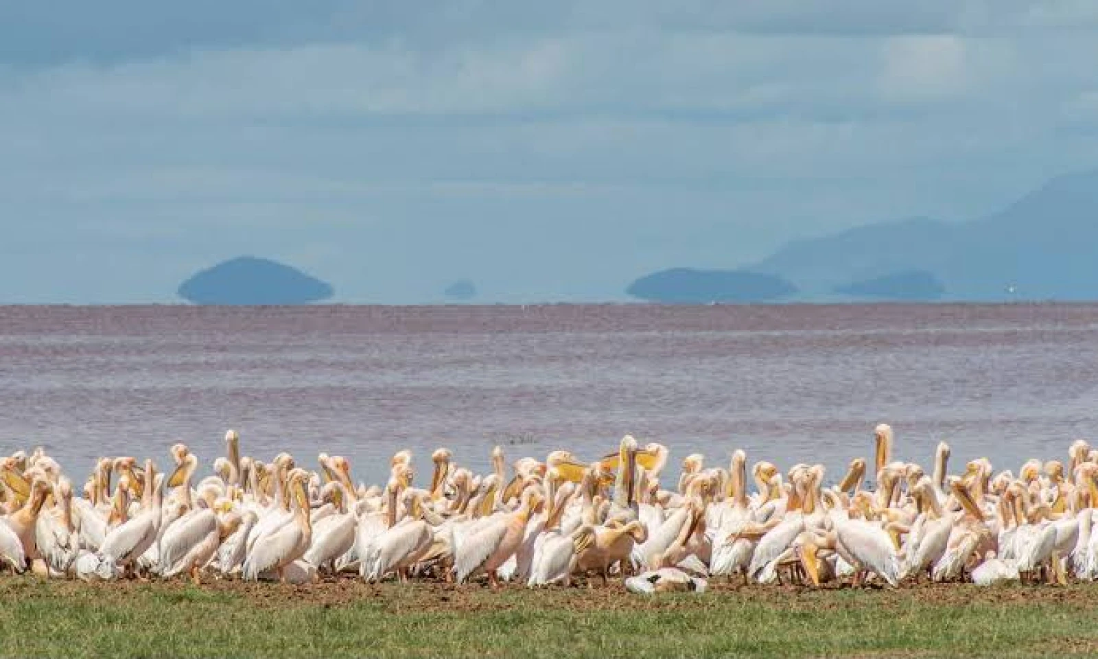 Lake Manyara → Arusha National Park – Crater Lakes Birding Safari