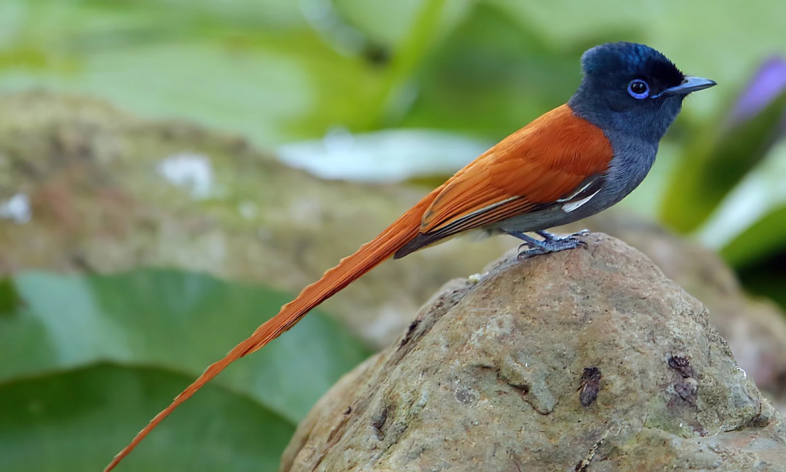 Arusha National Park – Montane Forest Birding Safari