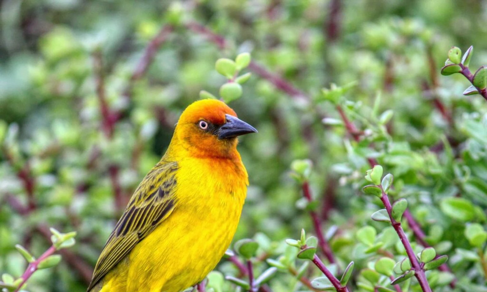 Arusha – Departure & Farewell to East Africa 