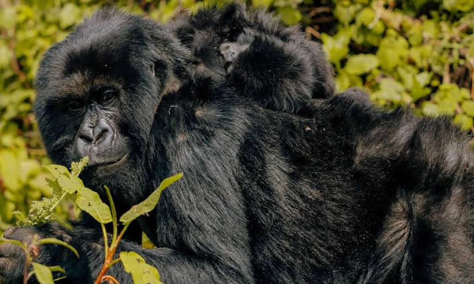 Transfer to Volcanoes National Park – Journey into the Gorilla Highlands 