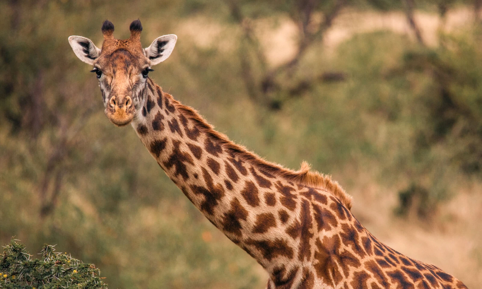 Transfer to Kenya – Masai Mara 