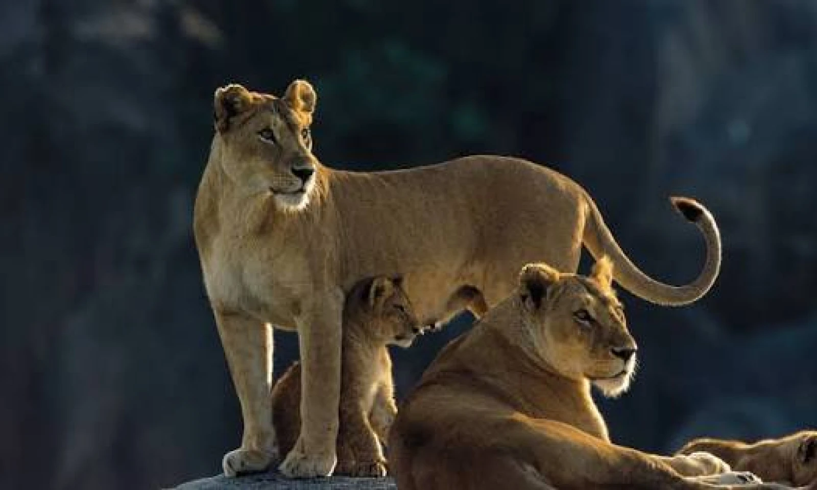 Full Day Serengeti National Park Safari – Endless Plains & Big Cat Territory 