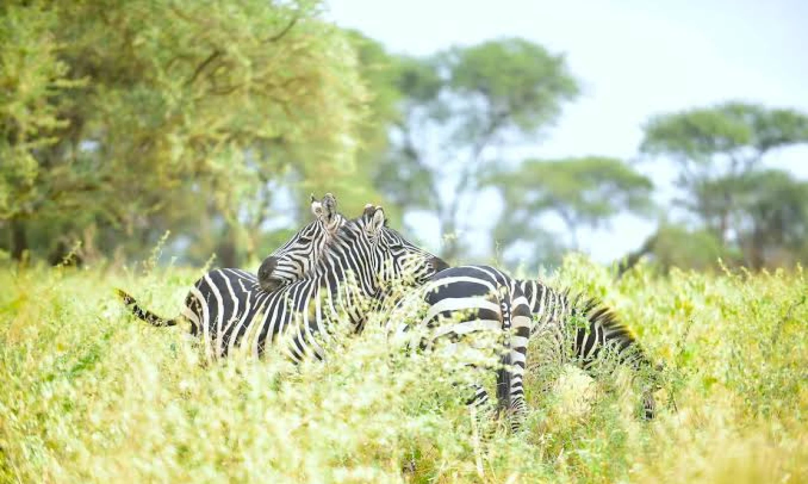 Ngorongoro / Arusha → Departure – Farewell to East Africa