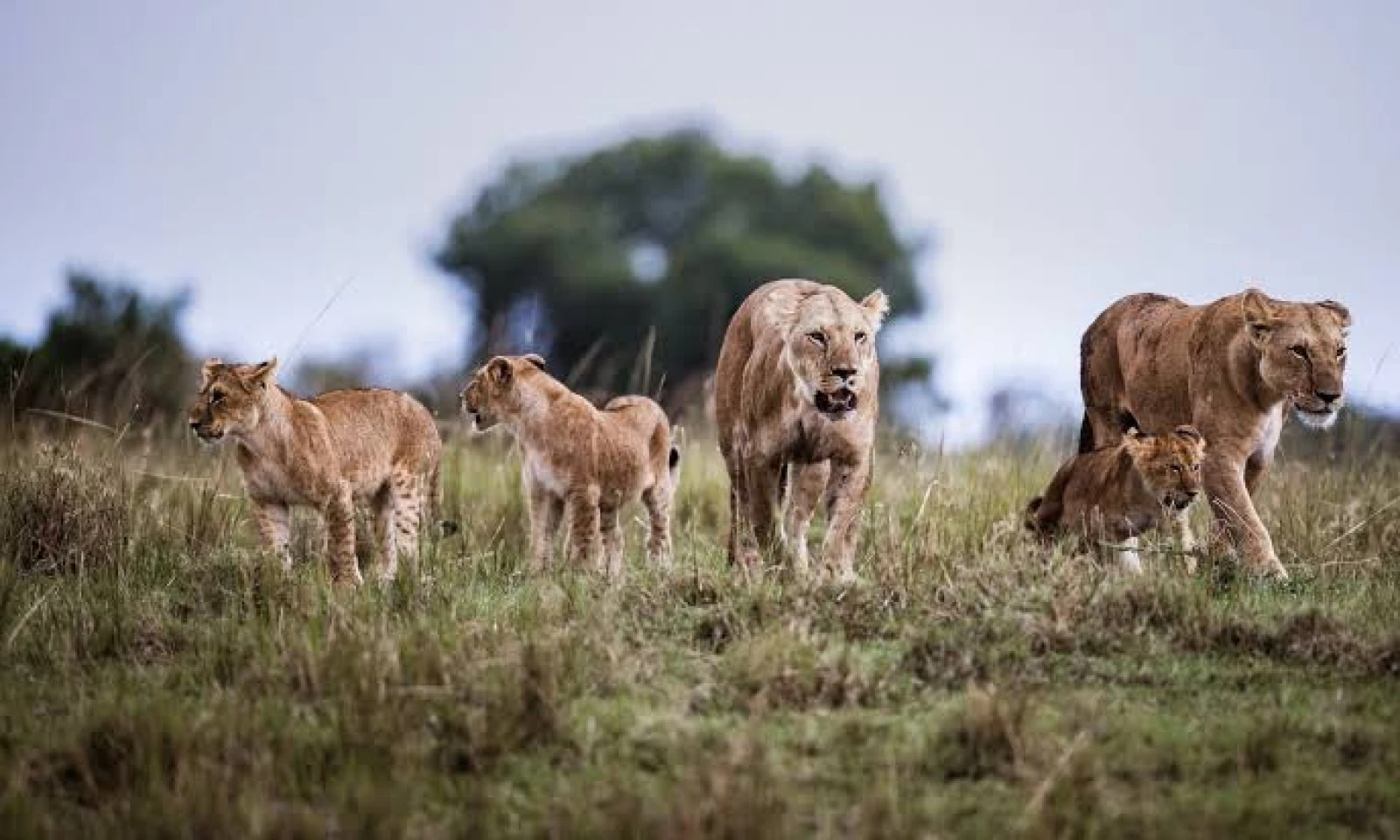 Nairobi → Masai Mara – Into the Great Savannah