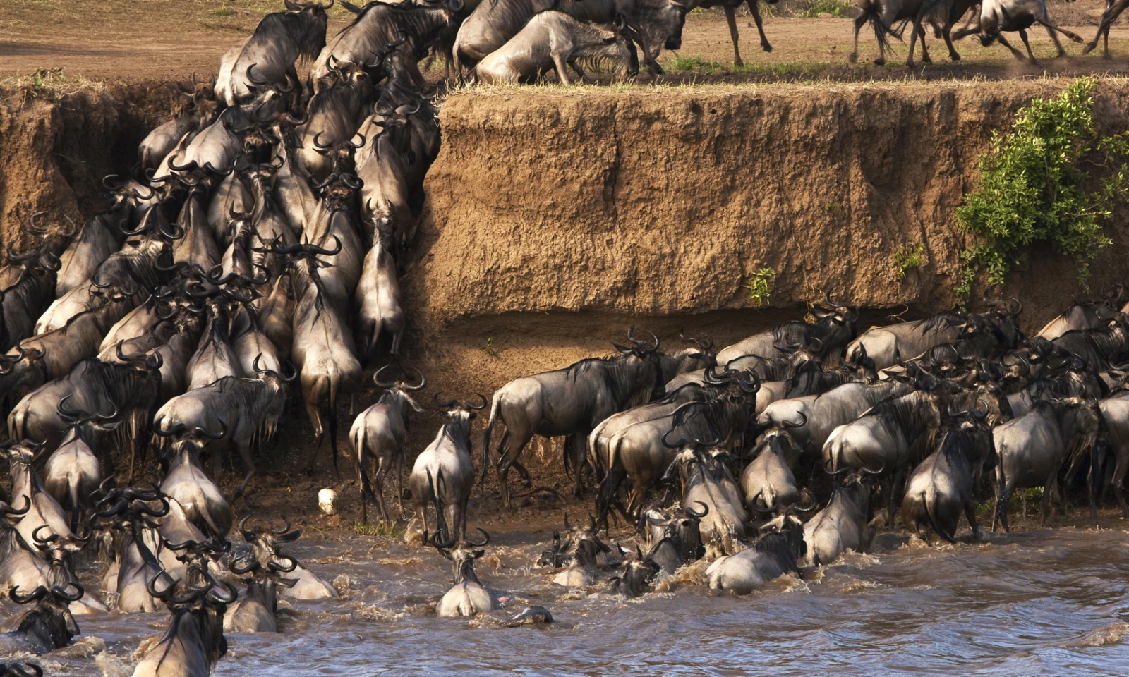 Masai Mara Safari Experience – Big Five & Great Migration