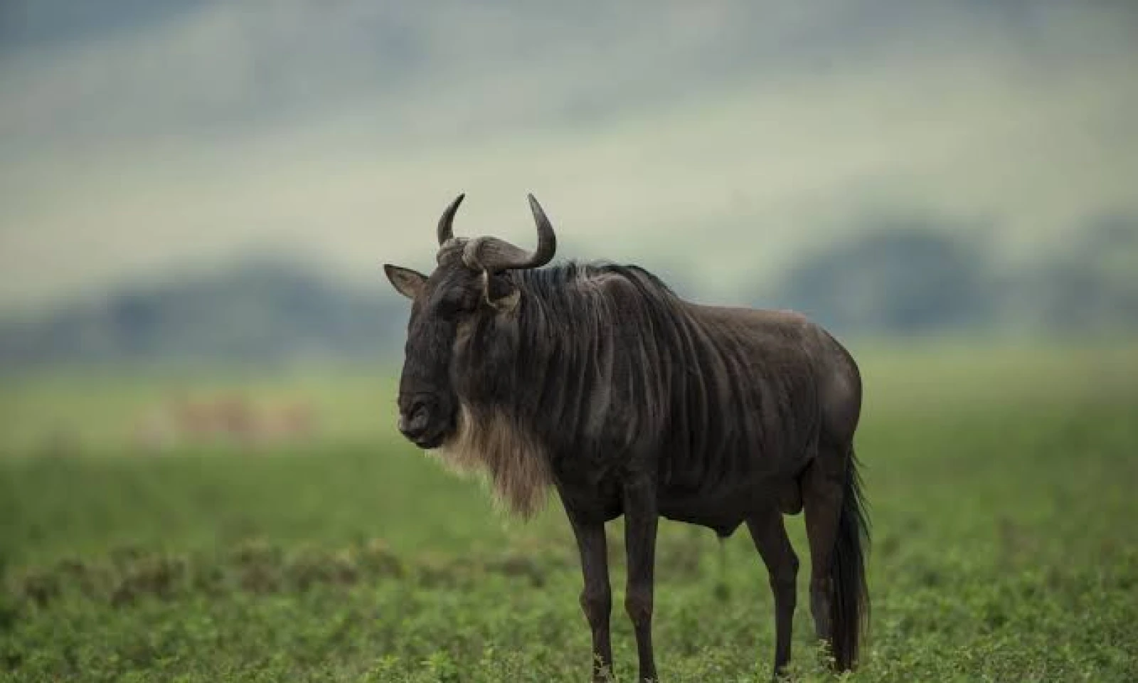 Serengeti Migration Safari – Into the Heart of the Plains